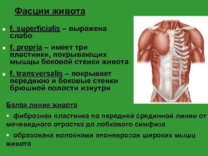 Фасции живота n n n f. superficialis – выражена слабо f. propria – имеет