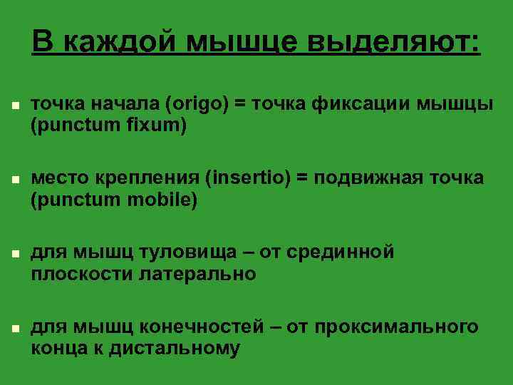В каждой мышце выделяют: n n точка начала (origo) = точка фиксации мышцы (punctum