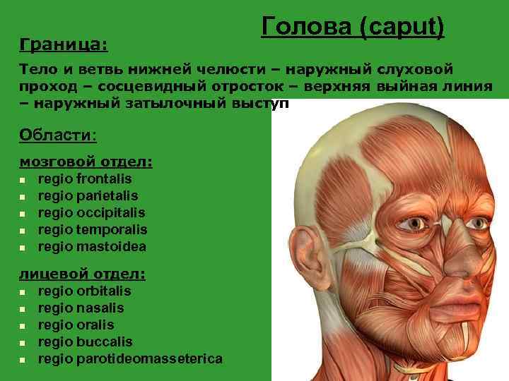 Граница: Голова (caput) Тело и ветвь нижней челюсти – наружный слуховой проход – сосцевидный