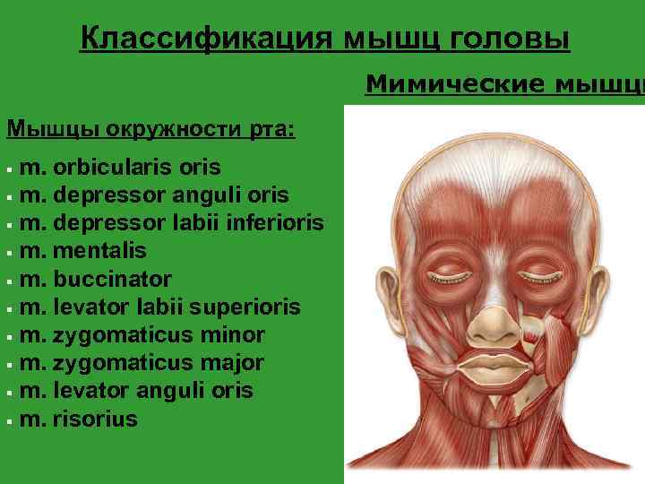 Классификация мышц головы Мимические мышцы Мышцы окружности рта: m. orbicularis oris § m. depressor