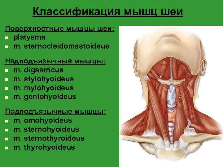 Классификация мышц шеи Поверхностные мышцы шеи: n platysma n m. sternocleidomastoideus Надподъязычные мышцы: n