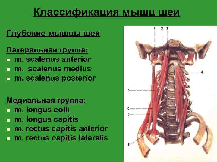 Классификация мышц шеи Глубокие мышцы шеи Латеральная группа: n m. scalenus anterior n m.