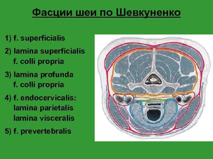 Фасции шеи по шевкуненко рисунок