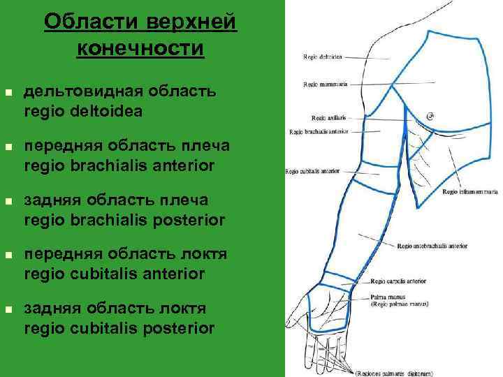 Области верхней конечности n n n дельтовидная область regio deltoidea передняя область плеча regio