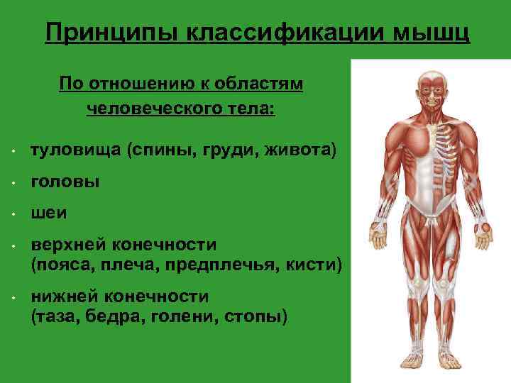 Принципы классификации мышц По отношению к областям человеческого тела: • туловища (спины, груди, живота)