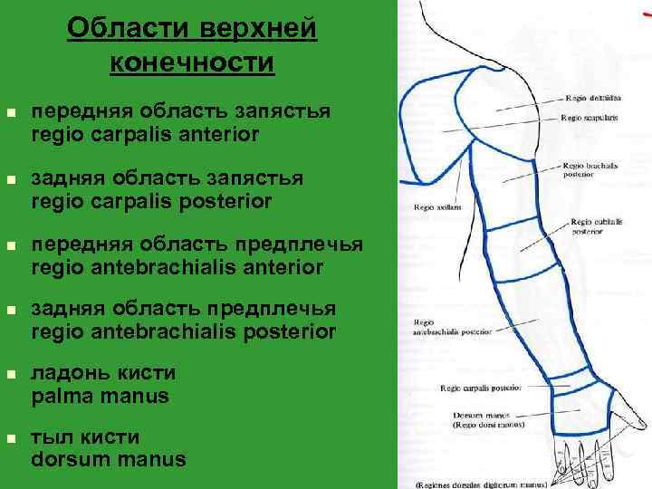Области верхней конечности n n n передняя область запястья regio carpalis anterior задняя область
