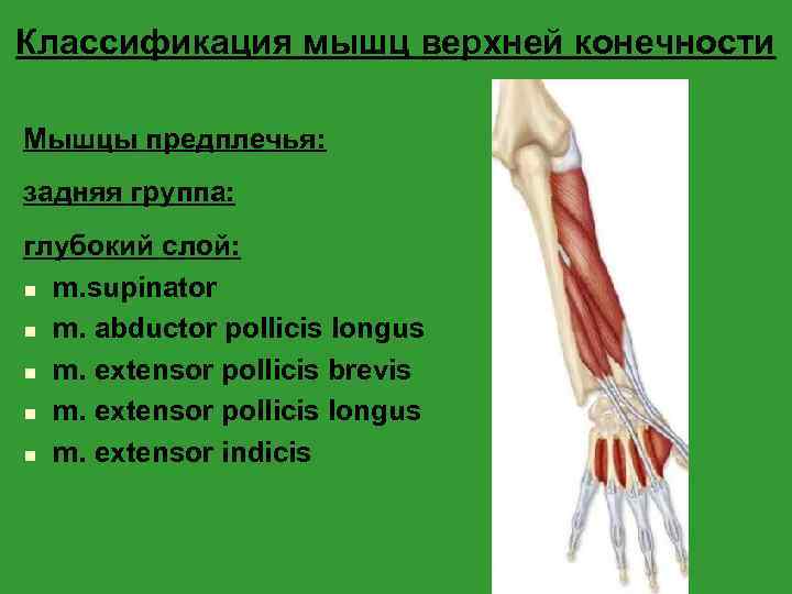Классификация мышц верхней конечности Мышцы предплечья: задняя группа: глубокий слой: n m. supinator n