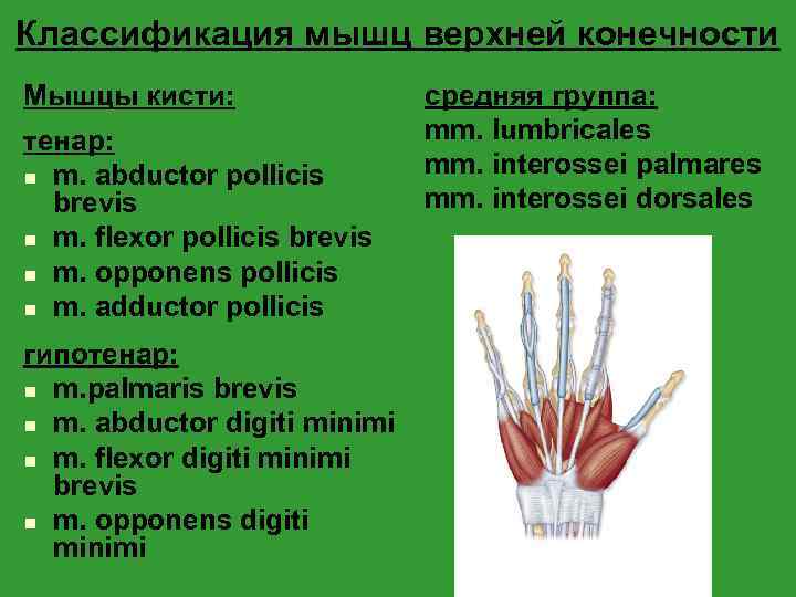 Классификация мышц верхней конечности Мышцы кисти: тенар: n m. abductor pollicis brevis n m.