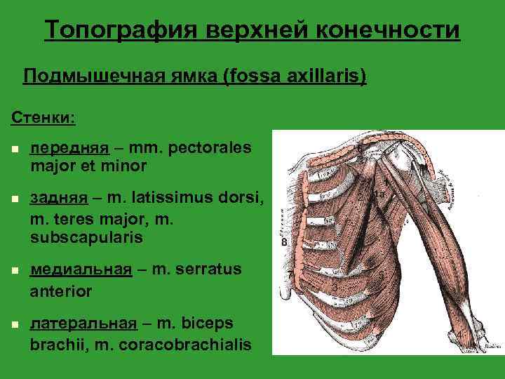 Топография верхней конечности Подмышечная ямка (fossa axillaris) Стенки: n передняя – mm. pectorales major