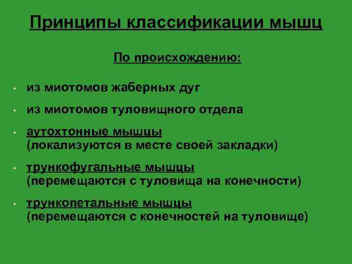 Принципы классификации мышц По происхождению: • из миотомов жаберных дуг • из миотомов туловищного