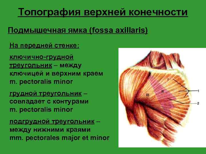 Топография верхней конечности Подмышечная ямка (fossa axillaris) На передней стенке: ключично-грудной треугольник – между