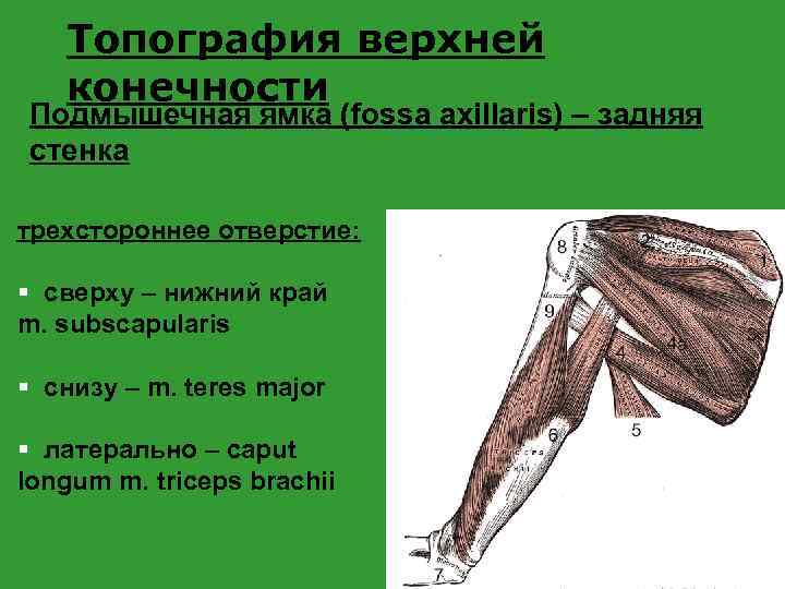 Топография верхней конечности Подмышечная ямка (fossa axillaris) – задняя стенка трехстороннее отверстие: § сверху