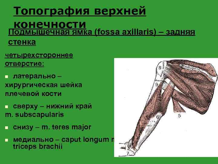 Топография верхней конечности Подмышечная ямка (fossa axillaris) – задняя стенка четырехстороннее отверстие: латерально –