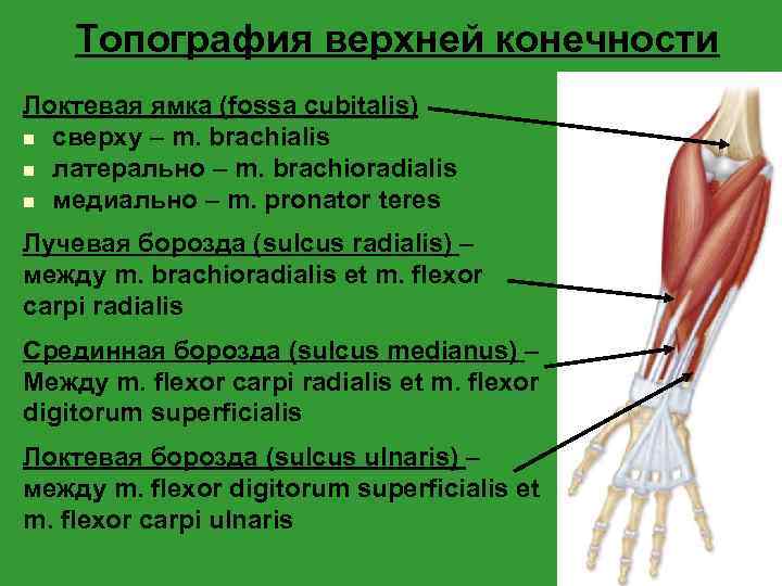 Топография верхней конечности Локтевая ямка (fossa cubitalis) n сверху – m. brachialis n латерально