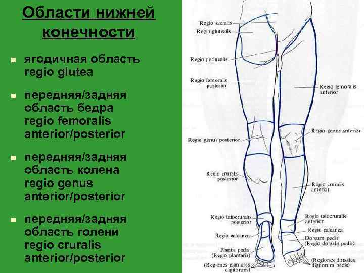 Области нижней конечности n n ягодичная область regio glutea передняя/задняя область бедра regio femoralis