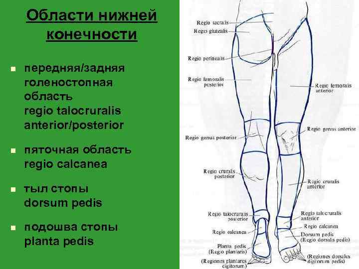 Области нижней конечности n n передняя/задняя голеностопная область regio talocruralis anterior/posterior пяточная область regio