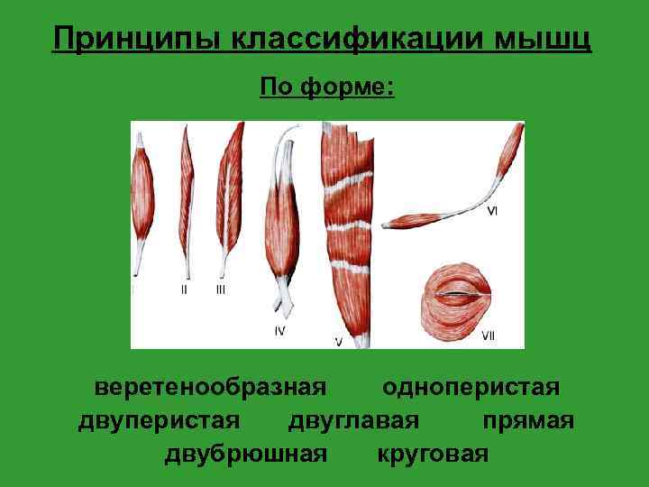 Принципы классификации мышц По форме: веретенообразная одноперистая двуперистая двуглавая прямая двубрюшная круговая 