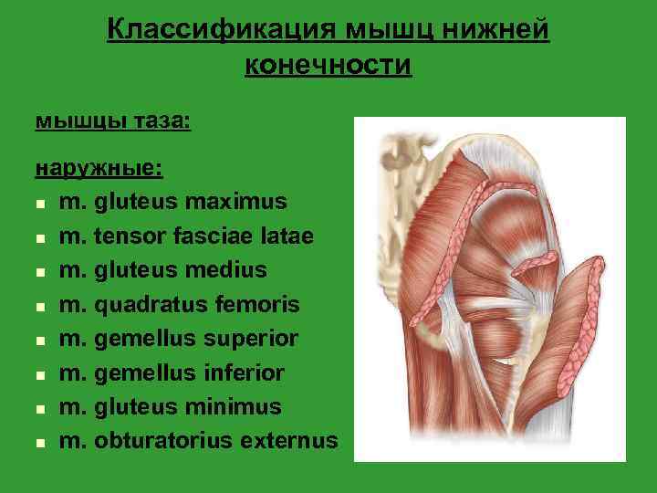 Классификация мышц нижней конечности мышцы таза: наружные: n m. gluteus maximus n m. tensor