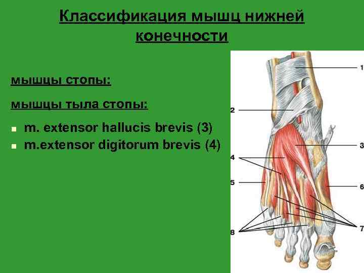 Классификация мышц нижней конечности мышцы стопы: мышцы тыла стопы: n n m. extensor hallucis