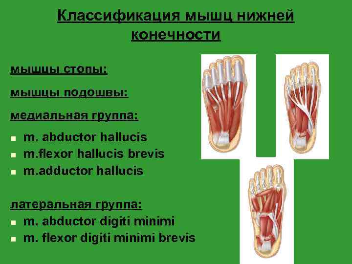 Классификация мышц нижней конечности мышцы стопы: мышцы подошвы: медиальная группа: n n n m.