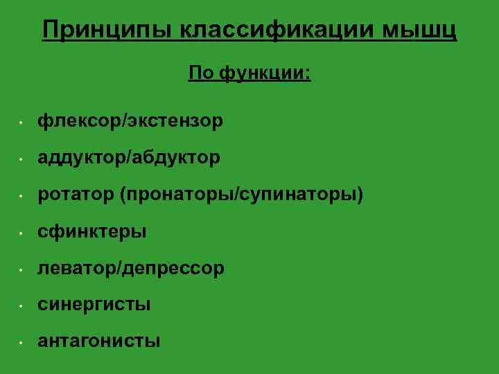 Принципы классификации мышц По функции: • флексор/экстензор • аддуктор/абдуктор • ротатор (пронаторы/супинаторы) • сфинктеры