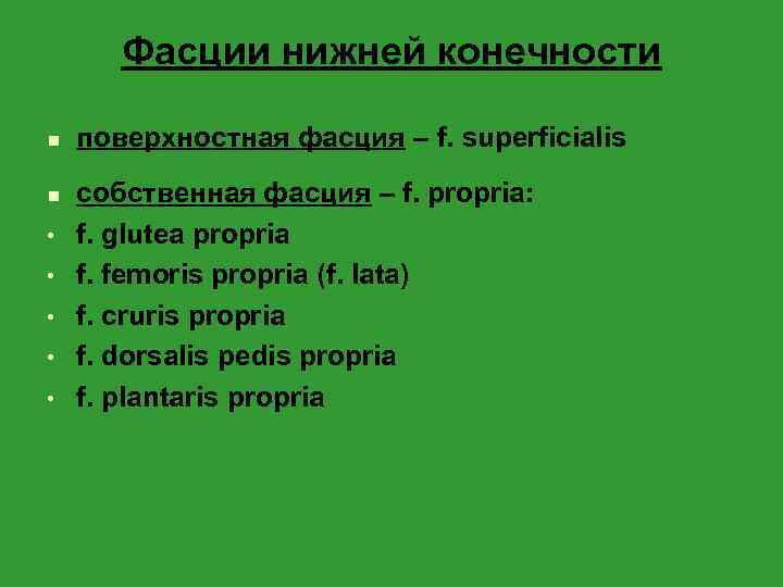 Фасции нижней конечности n n • • • поверхностная фасция – f. superficialis собственная