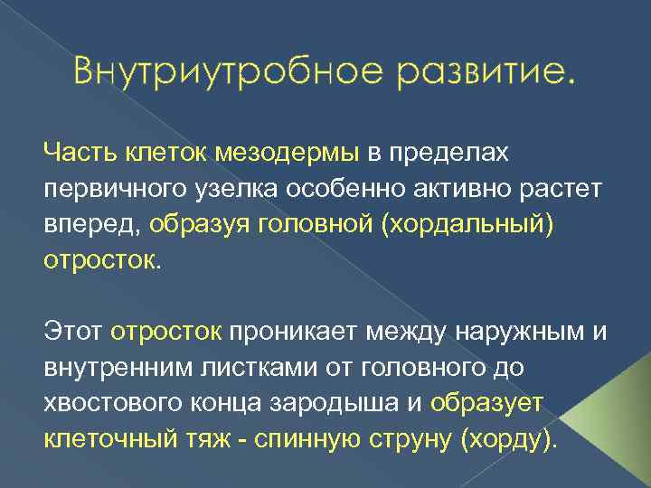 Внутриутробное развитие. Часть клеток мезодермы в пределах первичного узелка особенно активно растет вперед, образуя