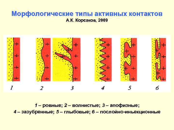 Морфологические типы активных контактов А. К. Корсаков, 2009 1 – ровные; 2 – волнистые;