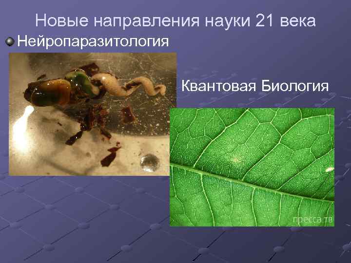 Новые направления науки 21 века Нейропаразитология Квантовая Биология 