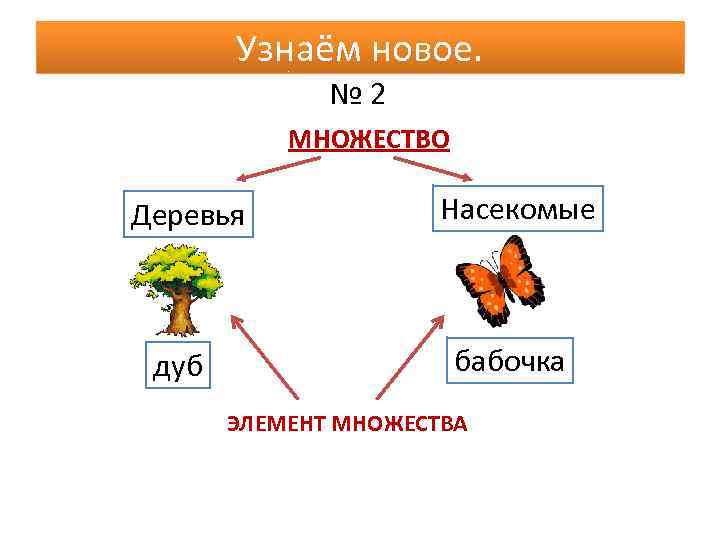 Узнаём новое. № 2 МНОЖЕСТВО Деревья дуб Насекомые бабочка ЭЛЕМЕНТ МНОЖЕСТВА 