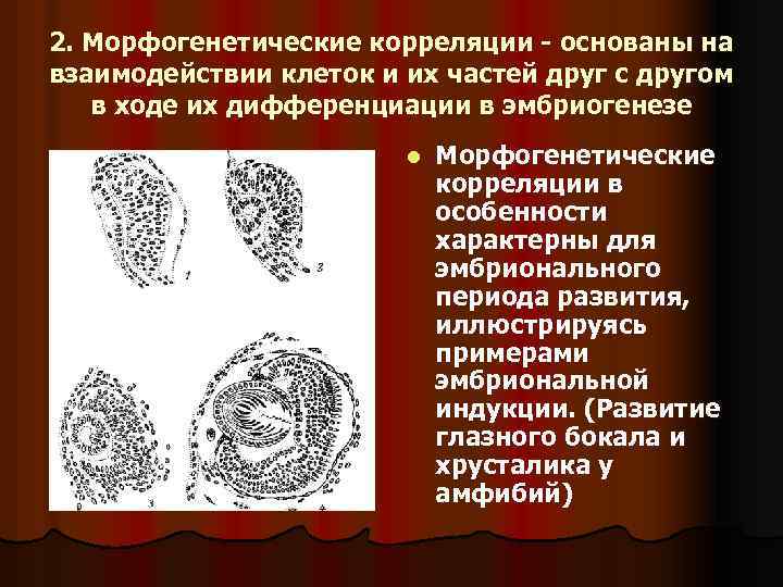 2. Морфогенетические корреляции - основаны на взаимодействии клеток и их частей друг с другом