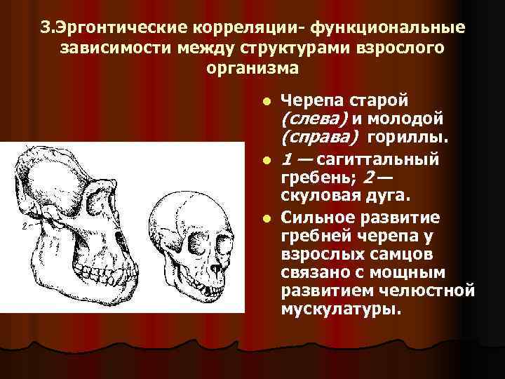 3. Эргонтические корреляции- функциональные зависимости между структурами взрослого организма Черепа старой (слева) и молодой
