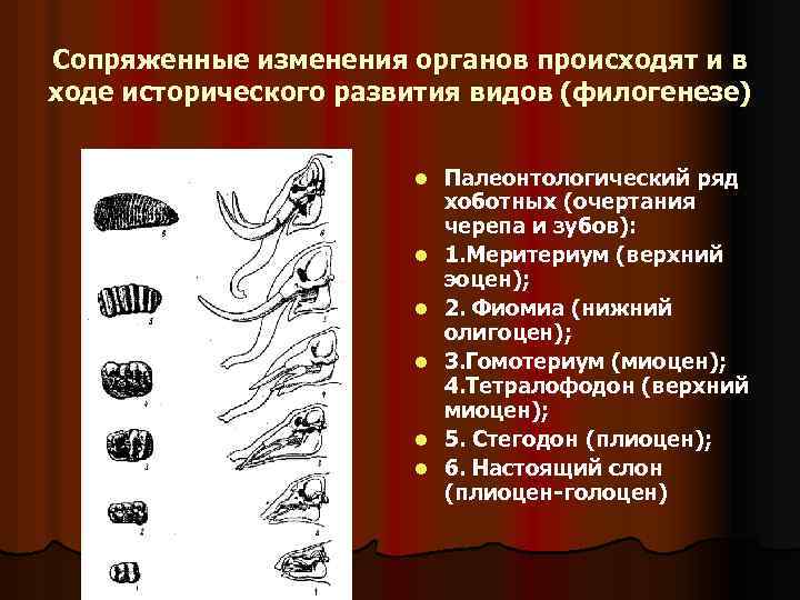 Онтогенез основа филогенеза презентация