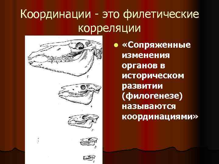 Координации - это филетические корреляции l «Сопряженные изменения органов в историческом развитии (филогенезе) называются