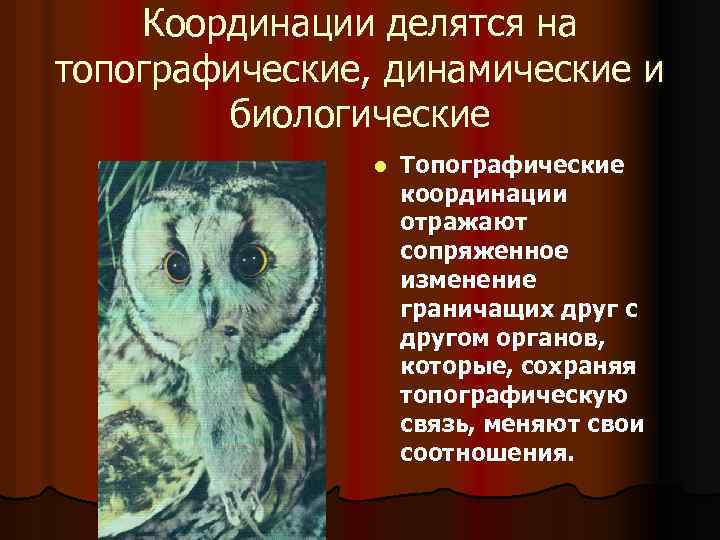 Координации делятся на топографические, динамические и биологические l Топографические координации отражают сопряженное изменение граничащих