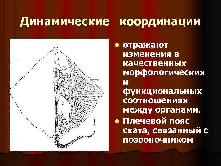 Динамические координации отражают изменения в качественных морфологических и функциональных соотношениях между органами. l Плечевой