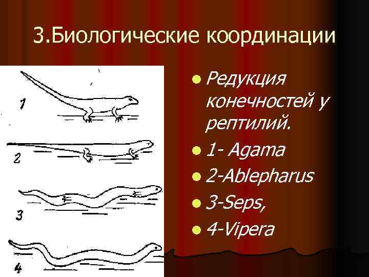 3. Биологические координации l Редукция конечностей у рептилий. l 1 - Аgаmа l 2