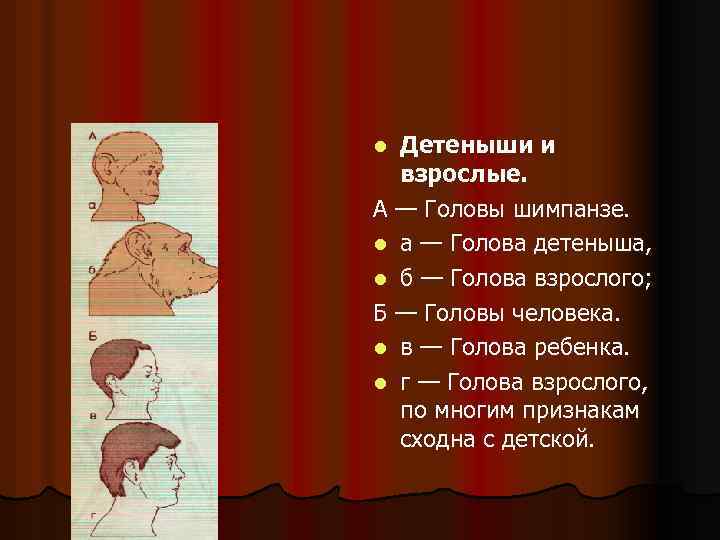Детеныши и взрослые. А — Головы шимпанзе. l а — Голова детеныша, l б