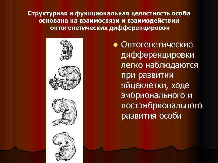 Структурная и функциональная целостность особи основана на взаимосвязи и взаимодействии онтогенетических дифференцировок l Онтогенетические