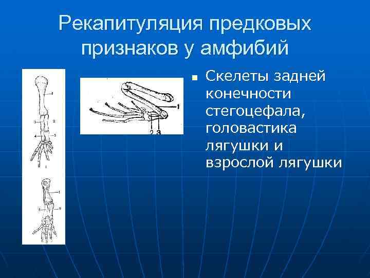 Рекапитуляция предковых признаков у амфибий n Скелеты задней конечности стегоцефала, головастика лягушки и взрослой