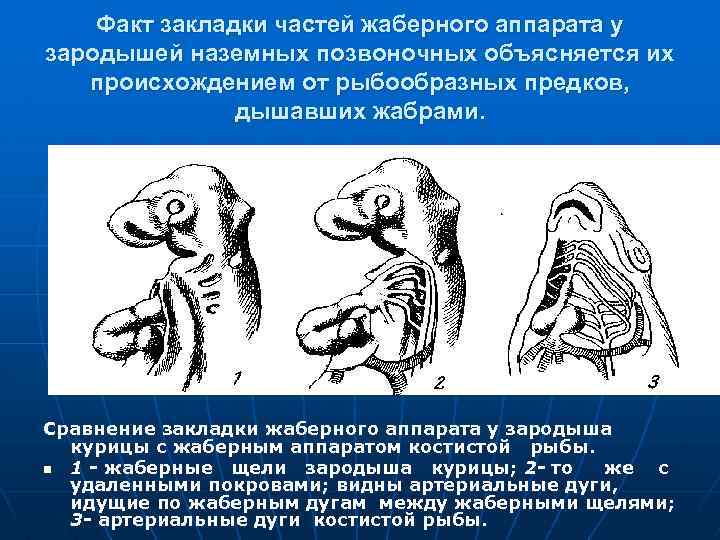 Факт закладки частей жаберного аппарата у зародышей наземных позвоночных объясняется их происхождением от рыбообразных