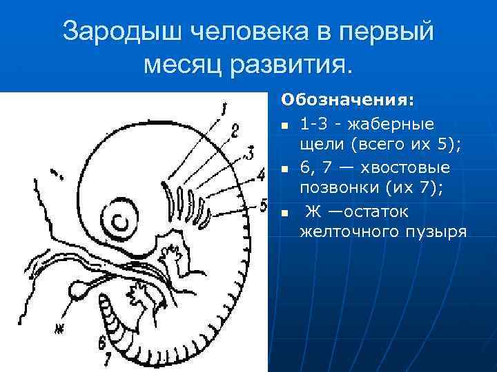 Что представляет собой зародыш на стадии эмбриона. Развитие зародыша человека. Жаберные щели у зародыша человека.