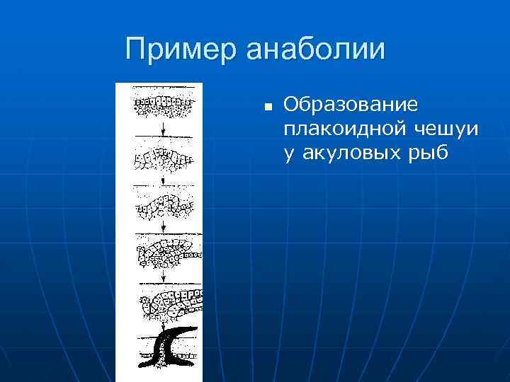 Пример анаболии n Образование плакоидной чешуи у акуловых рыб 
