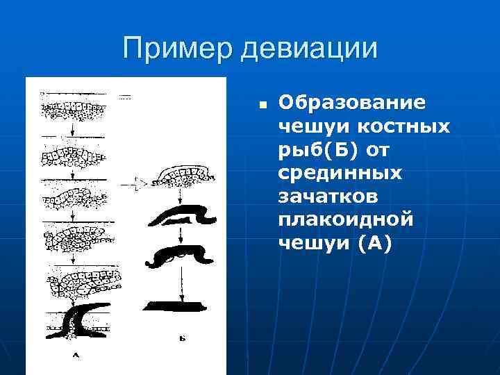Пример девиации n Образование чешуи костных рыб(Б) от срединных зачатков плакоидной чешуи (А) 