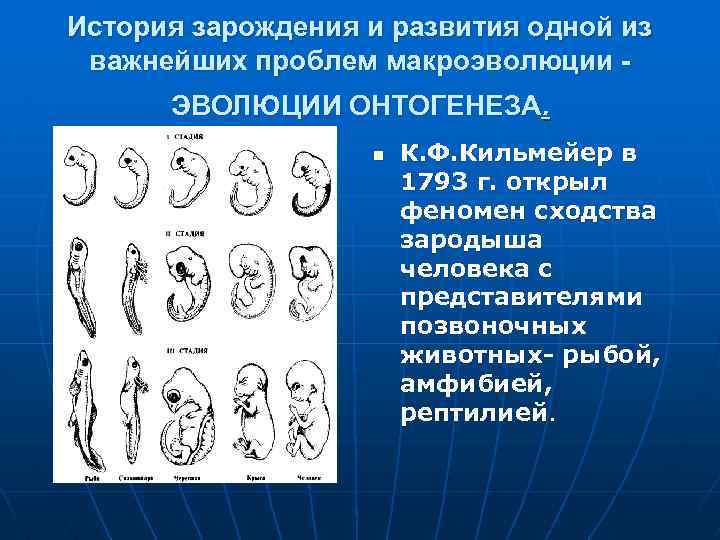 Внешние сходства с зародышем. Эмбриологические доказательства макроэволюции. Эволюция онтогенеза. Сходство зародышей позвоночных животных. Макроэволюция доказательства эволюции.