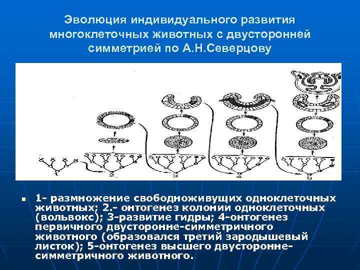 Эволюция индивидуального развития многоклеточных животных с двусторонней симметрией по А. Н. Северцову n 1