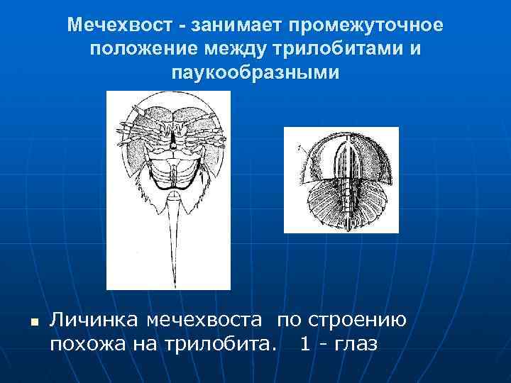 Мечехвост - занимает промежуточное положение между трилобитами и паукообразными n Личинка мечехвоста по строению