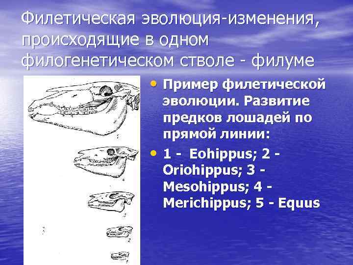 Филетическая эволюция-изменения, происходящие в одном филогенетическом стволе - филуме • Пример филетической • эволюции.