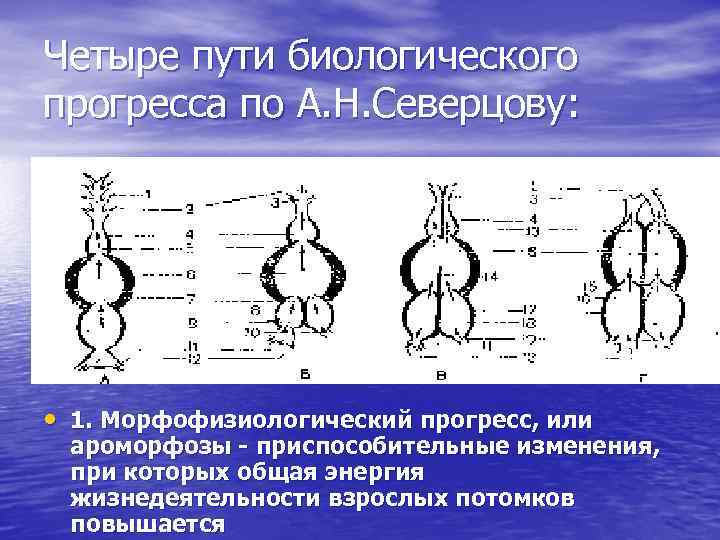 Четыре пути биологического прогресса по А. Н. Северцову: • 1. Морфофизиологический прогресс, или ароморфозы
