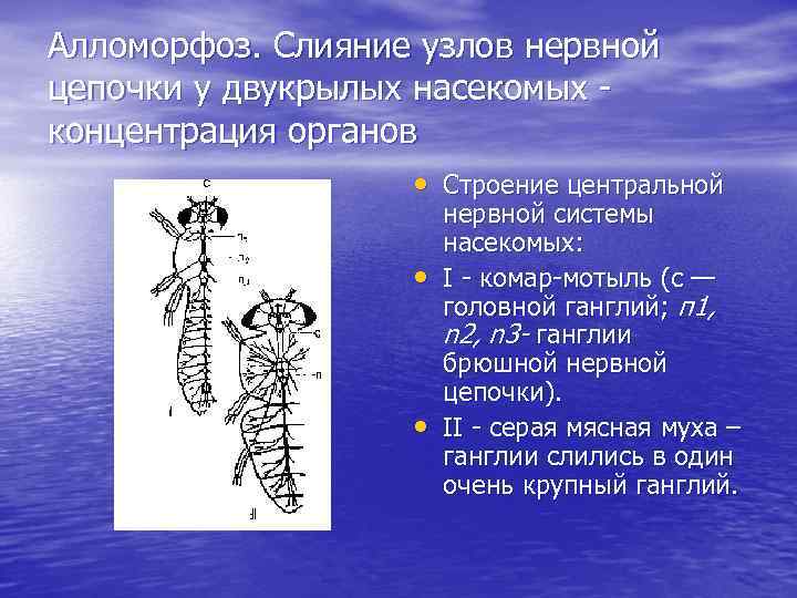 Алломорфоз. Слияние узлов нервной цепочки у двукрылых насекомых концентрация органов • Строение центральной •